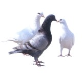 Pigeon