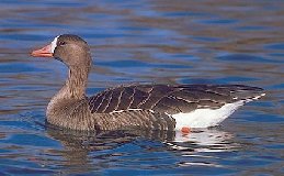 Greater White-fronted Goose