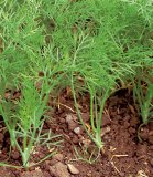 Fennel Fruit (Seed)