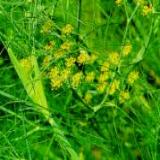 Fennel Fruit (Seed)