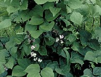 Hyacinth Bean