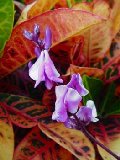 Hyacinth Bean