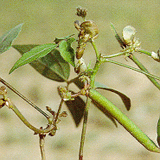 Mung Bean