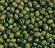 Mung Bean