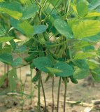 Soybean