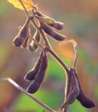 Soybean