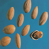 Torreya Seed