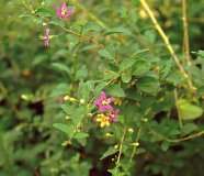 Wolfberry Fruit