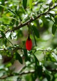 Wolfberry Fruit