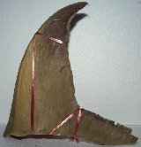 Shark Fin