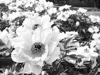 ����Ƣ�ð��ֻ�