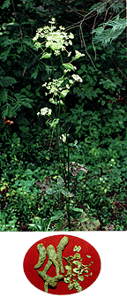 <BR><STRONG>���տȻ�����</STRONG>