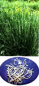 <BR><STRONG>����кƢɢ</STRONG>