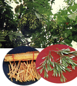 <BR><STRONG>����������</STRONG>