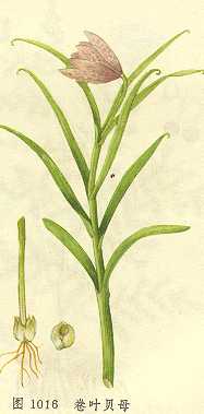 /��Ҷ��ĸ/��ĸ/