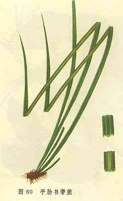 /ƽ�����ާ