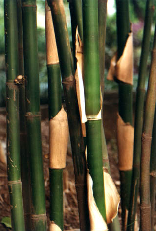 
    Bambusa tuldoides Munro