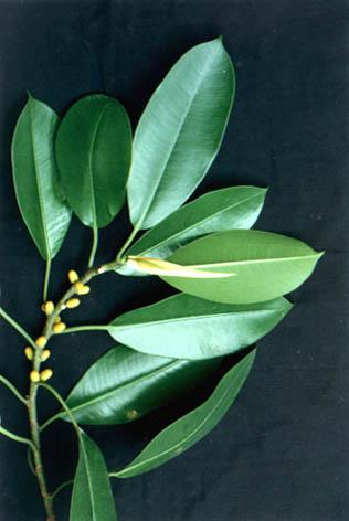 ӡȽ
    Ficus elastica Roxb.