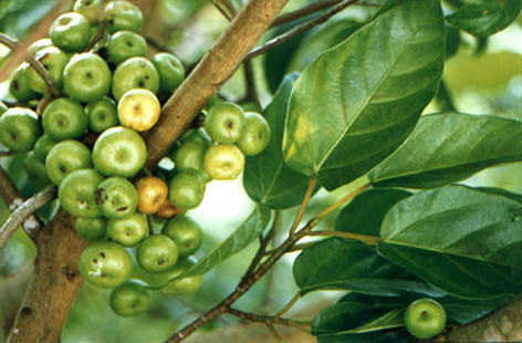 
    Ficus chlorocarpa
    Benth.