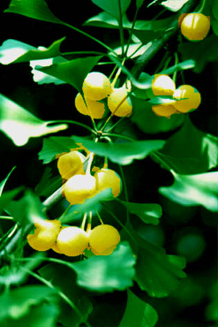 
    Ginkgo biloba Linn.