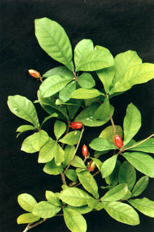 ع
    Synsepalum dulcificum
    Denill.