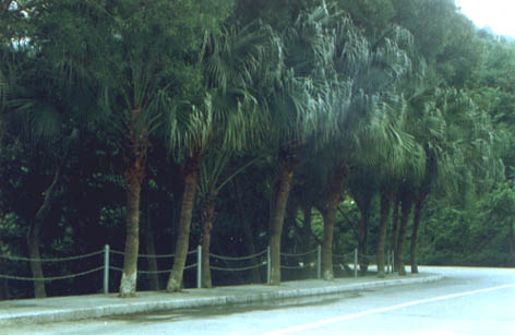 ��  ��
    Livistona chinensis (Jacq.) R. Br.