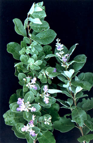 Ҷ
    Vitex trifolia Linn.
    var. simplicifolia Cham.