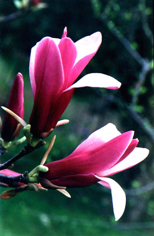 
    Magnolia liliflora
    Desr.