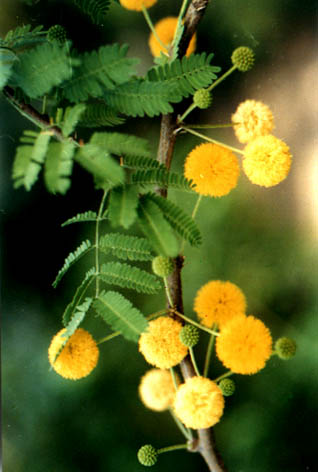 ϻ
    Acacia farnesiana
    (Linn.) Willd.
