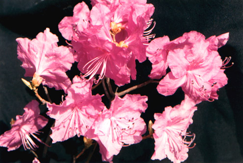 ӭž
    Rhododendron mucronulatum Turcz.