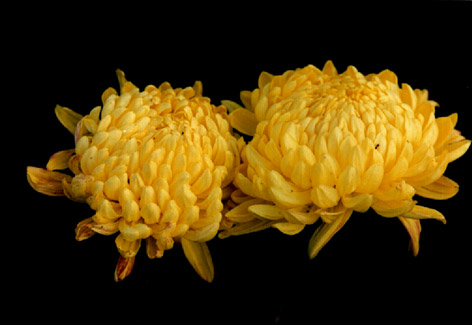 
    Dendranthema morifolium (Ramat) Tzvel.
    cv. "Guo Qing Huang"