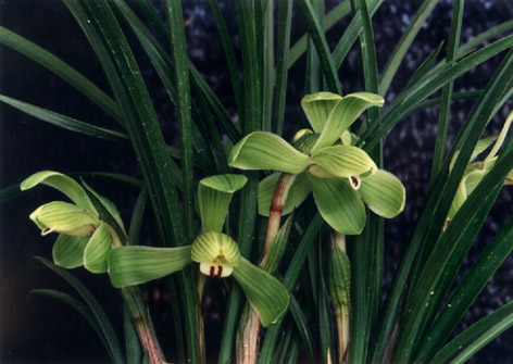 Ʒ
    Cymbidium goeringii (Rchb. f.) Rchb. f.
    cv. "Yi Pin"