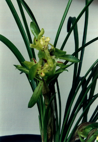 հ
    Cymbidium goeringii (Rchb. f.) Rchb. f.
    cv. "Ju Ban Hu Die"