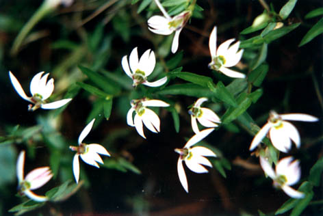 
    Lobelia chinensis
    Lour.