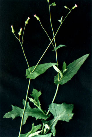 һ
    Emillia sonchifolia
    (Linn.) DC.