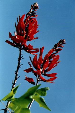 
    Erythrina
    corallodendron Linn.