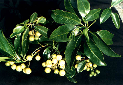 
    Acronychia pedunculata
    (Linn.) Miq.