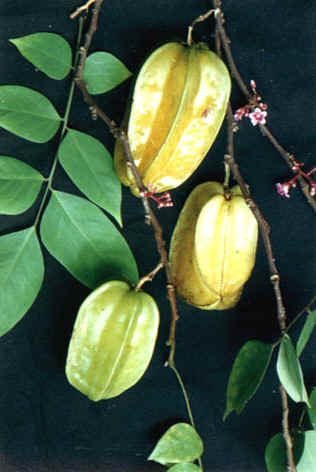 
    Averrhoa carambola
    Linn.