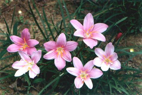   
    Zephyranthes grandiflora Lindl.