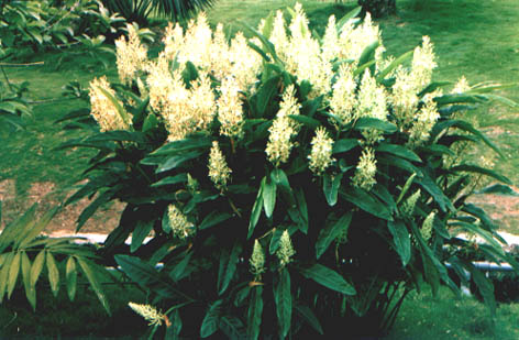 춹
    Alpinia galanga (Linn.) Willd.