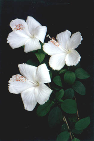 
    Hibiscus rosa-sinensis Linn.