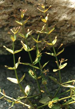 İϲ
    (Lindernia procumbens (Krock.) Philcox.)