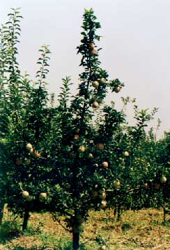 ƻ(Malus pumila Mill.)