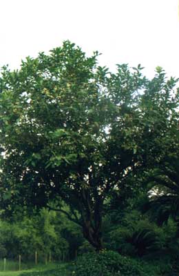 
    (Syzygium samarangense (Bl.) Merr. et Perry)