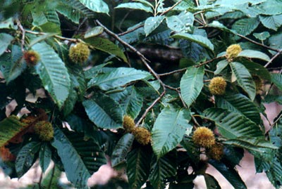 (Castanea mollissima Blume)