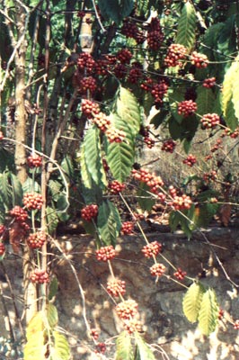 С(Coffea arabica Linn.)