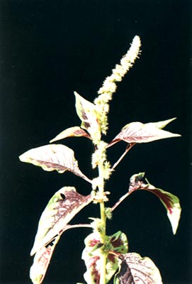 (Amaranthus tricolor Linn.)