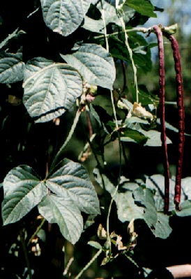 (Vigna unguiculata (Linn.) Walp.)