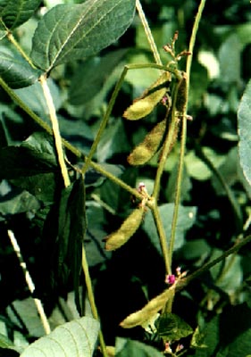 (Glycine max (Linn.) Merr.)