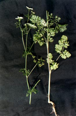 ܾݴ(coriandrum sativum Linn.)